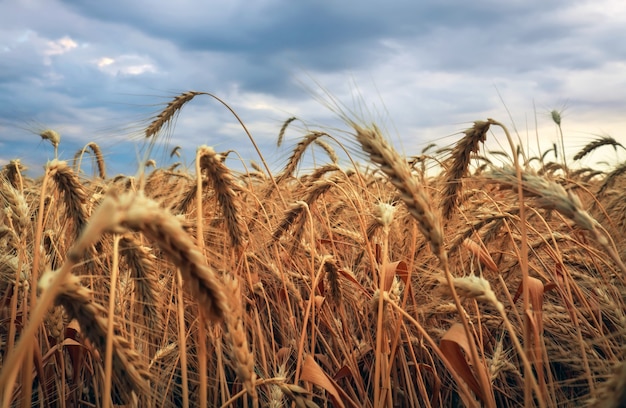 Wheat field. Ears of golden wheat close up. Beautiful Nature Sunset Landscape. Rural Scenery. Background of ripening ears of meadow wheat field. Rich harvest Concept