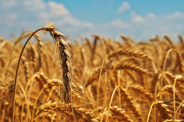 Wheat field. Ears of golden wheat close up. Beautiful Nature Sunset Landscape. Rural Scenery under Shining Sunlight. Background of ripening ears of meadow wheat field. Rich harvest Concept