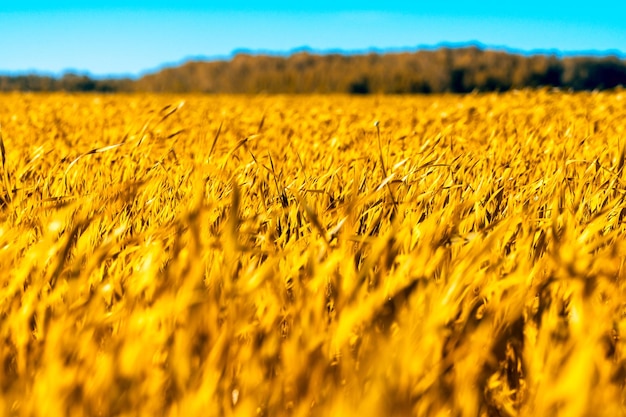 Wheat field Ears of golden wheat close up Beautiful Nature Sunset Landscape Rural Scenery under Shining Sunlight Background of ripening ears of wheat field Rich harvest Concept