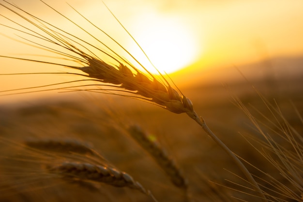 Wheat field. Ears of golden wheat close up. Harvesting concept