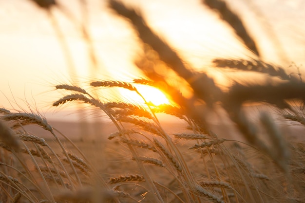 Wheat field Ears of golden wheat close up Harvesting concept