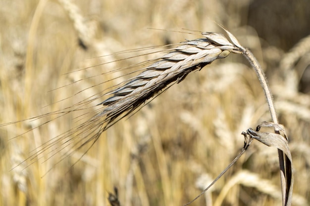 Wheat field Ears of golden wheat close up