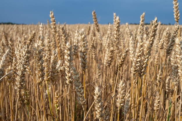 Wheat field Ears of golden wheat closeup Harvest concept and rural scenery