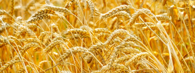 Wheat field. Ears of golden wheat. Ripe cereal crop.