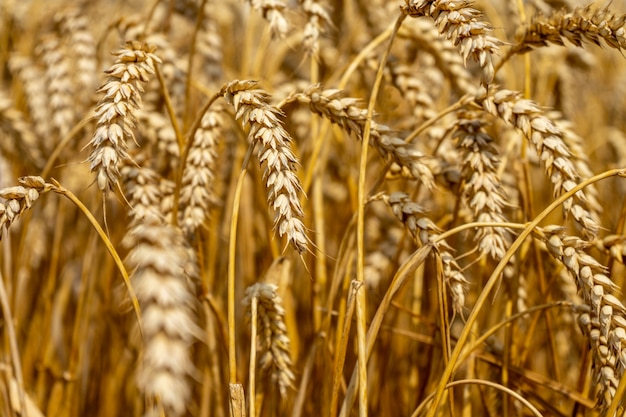 Wheat field. Ears of wheat close-up. Harvesting.