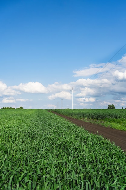 Wheat field. Ears of young green wheat close up. Rural Scenery with blue sky. Background of ripening ears of wheat field. Rich harvest Concept.