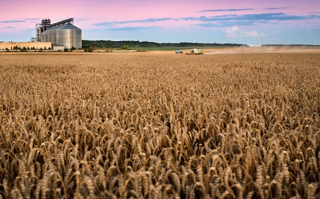 Wheat field at evening time ear of corn in the foreground grain storage tanks illustration of world food security or crisis