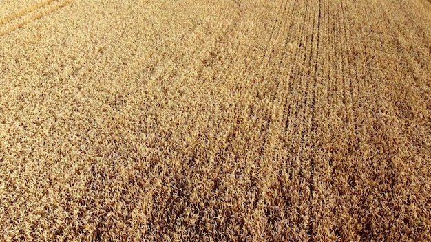 Wheat field field ears spikes of ripe wheat golden ripened wheat grains wheat grain harvest agricult