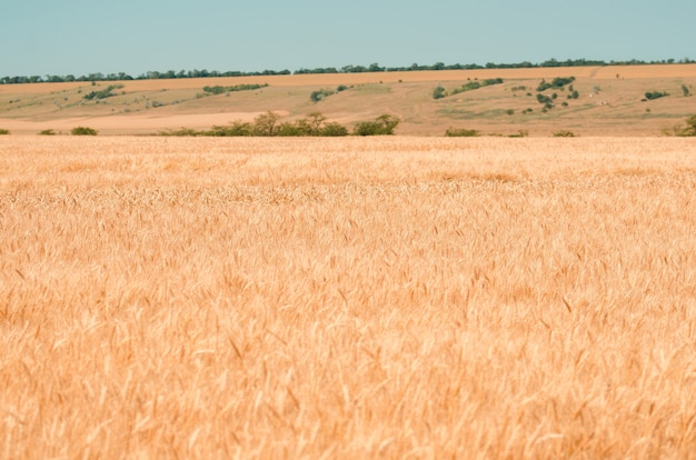 Wheat field. Gold wheat close-up. Rural scenery under the shining sunlight. The concept of a rich harvest.