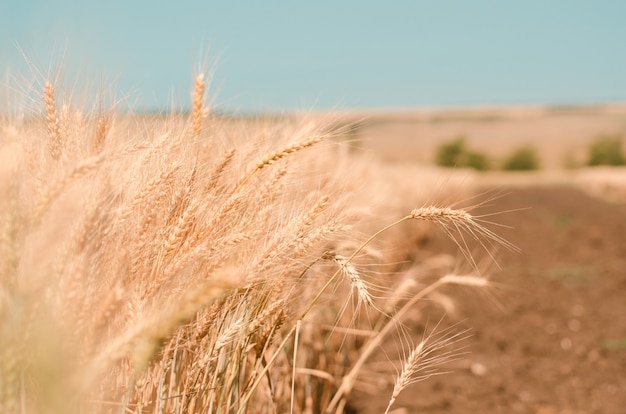 Wheat field. Gold wheat close-up. Rural scenery under the shining sunlight. 