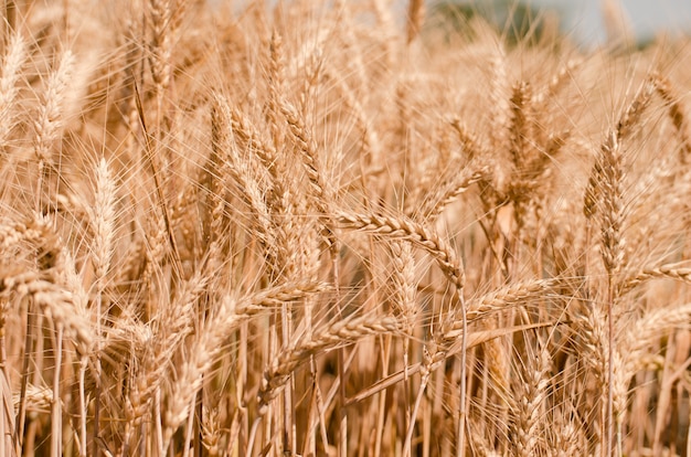 Wheat field. Gold wheat close-up.