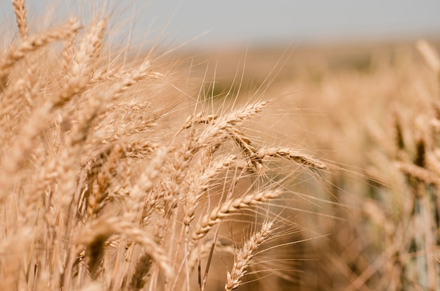 Wheat field. Gold wheat close-up.