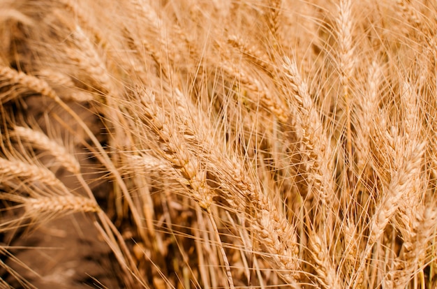 Wheat field. Gold wheat close-up. 