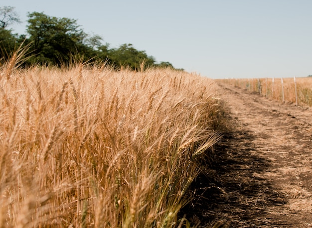 Wheat field. Gold wheat close-up. 