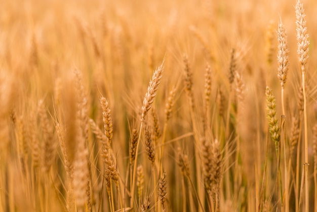 Wheat field. Golden spikelets of wheat closeup