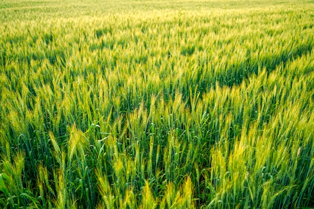 Wheat field in india