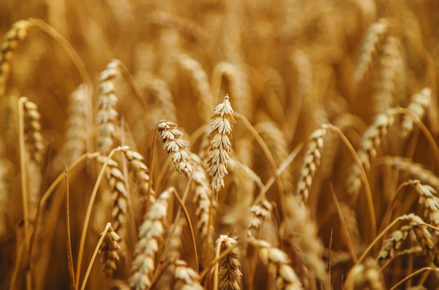 The wheat field is yellow in summer. Selective focus.