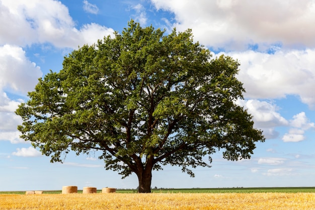 Wheat field and oak in an agricultural field