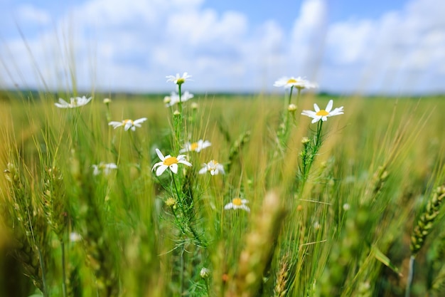 A wheat field overgrown with grass and weeds