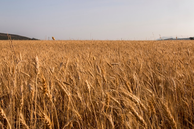 Wheat field plantation