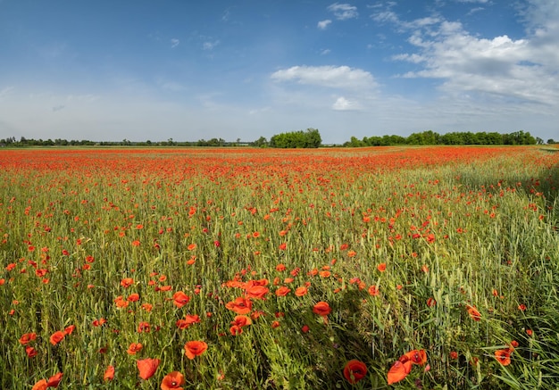 Wheat field and red poppy flowers Ukraine