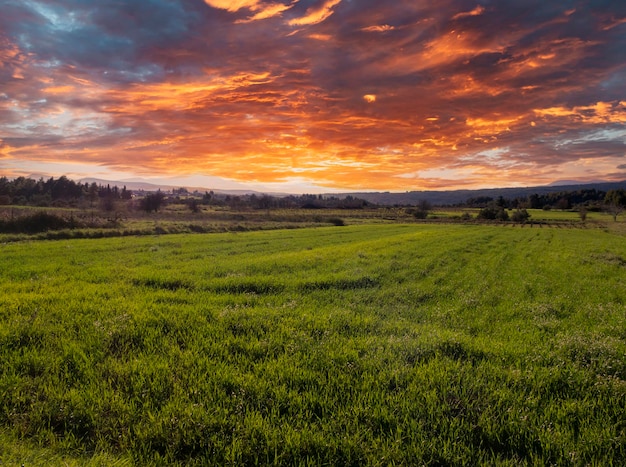 Wheat field sown on the Greek island of Evia, Greece at sunset