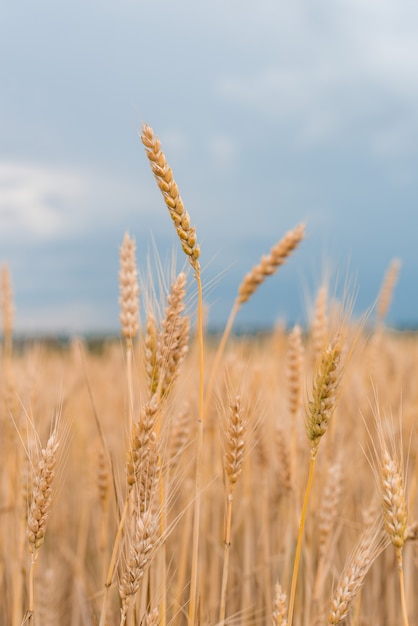 A wheat field on a summer day