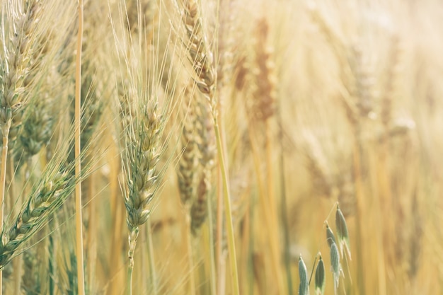 wheat field at sunrise 