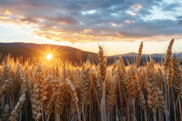 Wheat field at sunset Beautiful Nature Sunset Landscape Rural Scenery