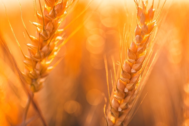 Wheat field sunset. Ears of golden wheat closeup. Rural scenery under shining sunlight. Close-up