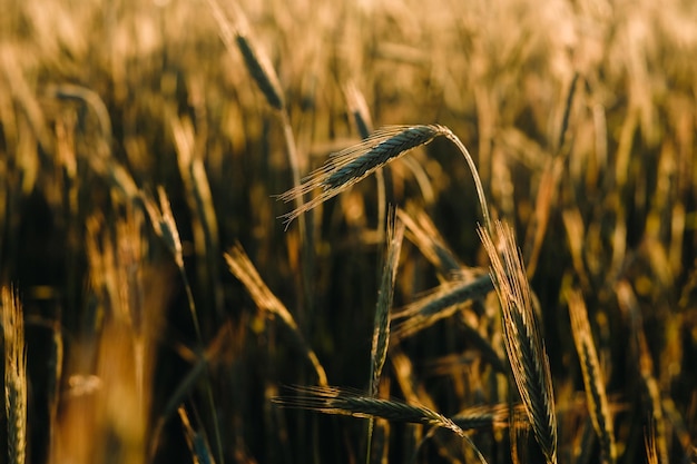 Wheat field at sunset Golden ears of wheat The concept of harvest