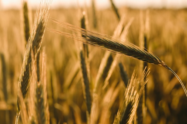 Wheat field at sunset Golden ears of wheat The concept of harvest