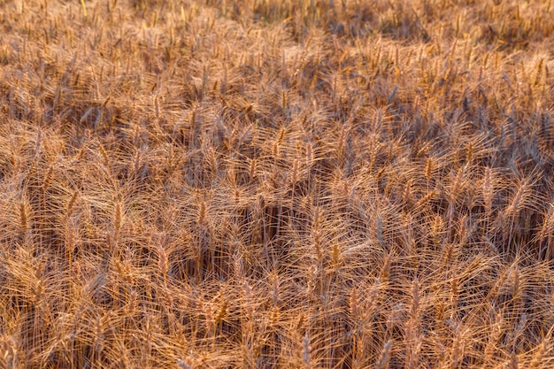 Wheat field in sunset Harvest agriculture concept