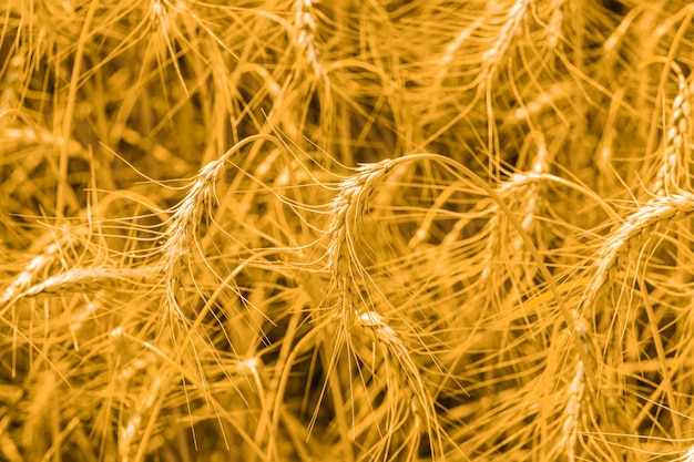 Wheat field view of golden wheat close up