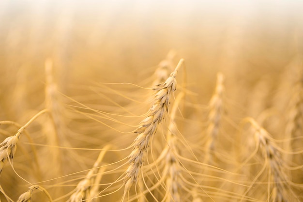 Wheat field view of golden wheat close up