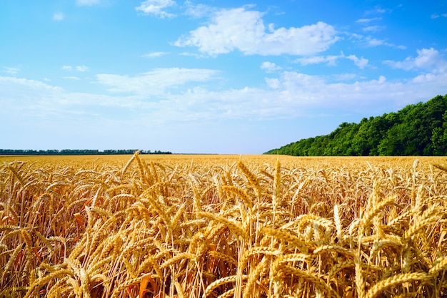 Wheat field with Golden ears against the blue sky .