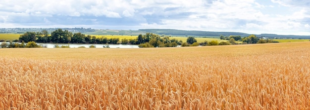 A wheat field with ripe ears a river and a forest in the distance