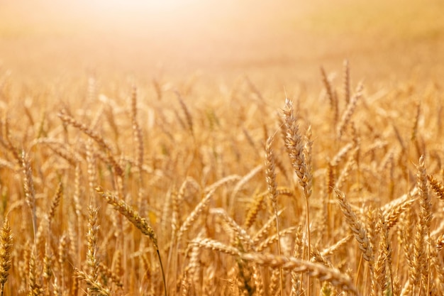 Wheat field with ripe ears in sunlight Cultivation of wheat