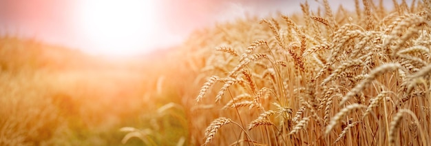 Wheat field with ripe spikelets in the sun Rural landscape with a sunny wheat field