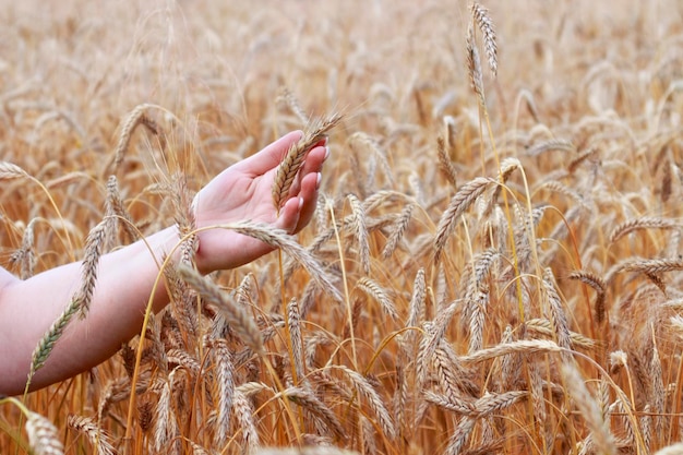 Wheat field with ripened grain Women's hands hold the spike Concept of wheat harvesting cultivation