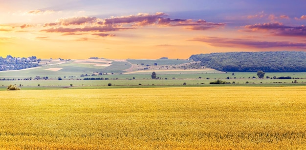 A wheat field with ripening ears of wheat a forest in the distance and a picturesque cloudy sky during sunset Rural landscape with yellow wheat field