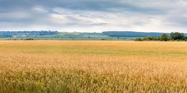 A wheat field with ripening ears of wheat and a forest in the distance Rural landscape with yellow wheat field