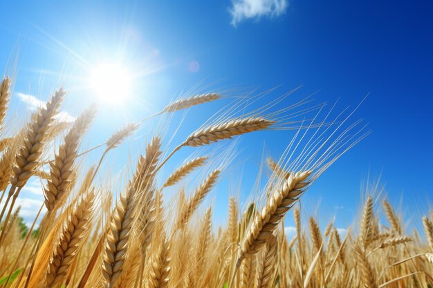 Photo a wheat field with the sun shining through it