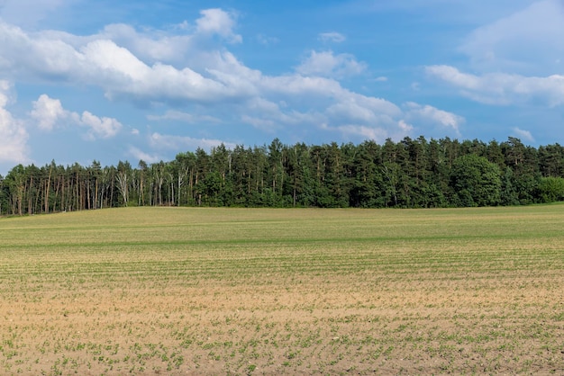 Wheat field with unripe wheat swaying in the wind