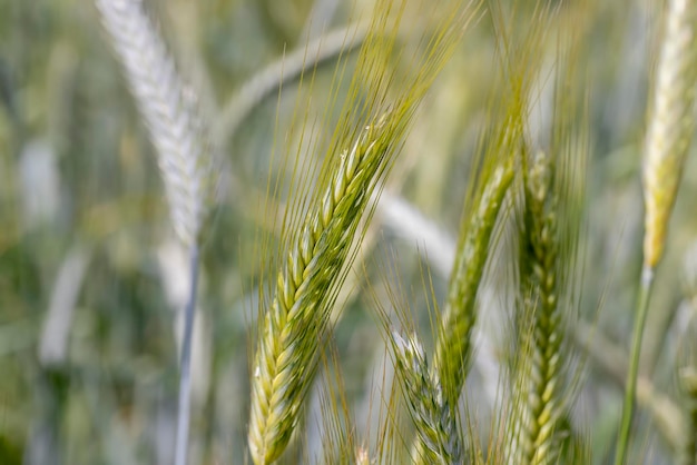 Wheat field with unripe wheat swaying in the wind