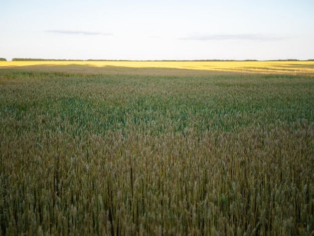 Wheat field with yellow and green stems