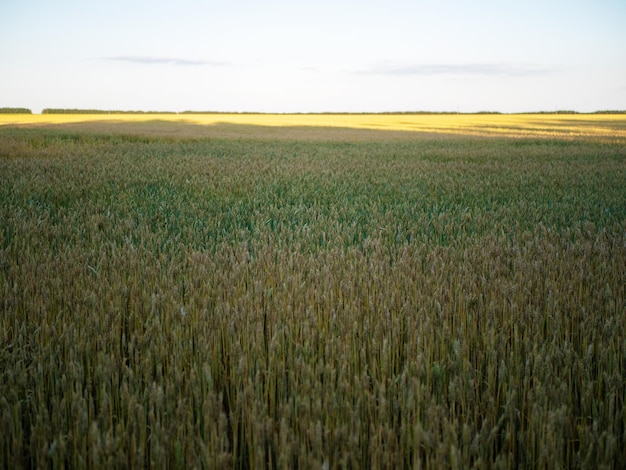 Wheat field with yellow and green stems