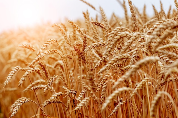 Wheat field with yellow ripe spikelets close up