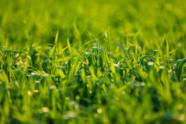 Wheat field