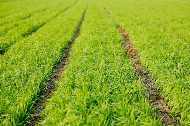 Wheat field